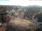 Archiv Foto Webcam Storchennest Bad Waldsee 09:00