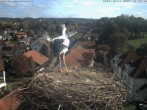 Archiv Foto Webcam Storchennest Bad Waldsee 11:00