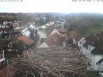 Archiv Foto Webcam Storchennest Bad Waldsee 09:00
