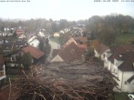 Archiv Foto Webcam Storchennest Bad Waldsee 11:00