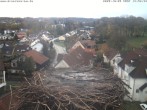 Archiv Foto Webcam Storchennest Bad Waldsee 13:00