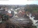 Archiv Foto Webcam Storchennest Bad Waldsee 09:00