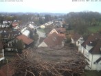 Archiv Foto Webcam Storchennest Bad Waldsee 07:00