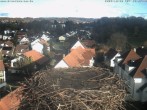 Archiv Foto Webcam Storchennest Bad Waldsee 13:00