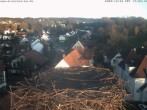 Archiv Foto Webcam Storchennest Bad Waldsee 15:00