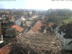 Archiv Foto Webcam Storchennest Bad Waldsee 09:00