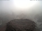Archiv Foto Webcam Storchennest Bad Waldsee 07:00