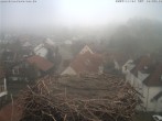 Archiv Foto Webcam Storchennest Bad Waldsee 09:00