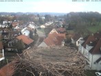 Archiv Foto Webcam Storchennest Bad Waldsee 11:00