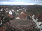 Archiv Foto Webcam Storchennest Bad Waldsee 15:00