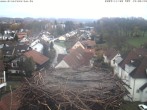 Archiv Foto Webcam Storchennest Bad Waldsee 11:00