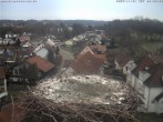 Archiv Foto Webcam Storchennest Bad Waldsee 07:00