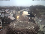 Archiv Foto Webcam Storchennest Bad Waldsee 15:00