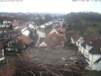 Archiv Foto Webcam Storchennest Bad Waldsee 09:00