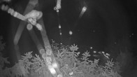 Archived image Webcam View Lake Fuschlsee 01:00