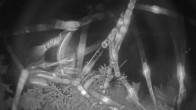 Archiv Foto Webcam Blick auf den Fuschlsee von Ebners Waldhof 01:00
