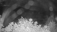 Archived image Webcam View Lake Fuschlsee 01:00