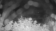 Archiv Foto Webcam Blick auf den Fuschlsee von Ebners Waldhof 23:00