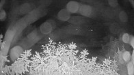 Archiv Foto Webcam Blick auf den Fuschlsee von Ebners Waldhof 01:00