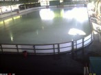 Archiv Foto Webcam Willingen: Blick in die Eissporthalle 17:00