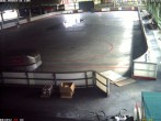 Archiv Foto Webcam Willingen: Blick in die Eissporthalle 11:00