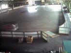 Archiv Foto Webcam Willingen: Blick in die Eissporthalle 13:00
