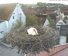 Archived image Webcam Stork Nest on top of the Town Hall of Jettingen-Scheppach 05:00