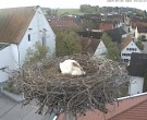 Archived image Webcam Stork Nest on top of the Town Hall of Jettingen-Scheppach 06:00