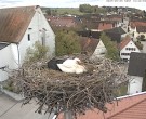 Archived image Webcam Stork Nest on top of the Town Hall of Jettingen-Scheppach 09:00