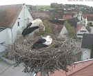 Archived image Webcam Stork Nest on top of the Town Hall of Jettingen-Scheppach 11:00