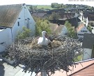 Archiv Foto Webcam Storchencam auf dem Rathaus Jettingen-Scheppach 09:00