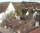 Archiv Foto Webcam Storchencam auf dem Rathaus Jettingen-Scheppach 17:00