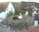 Archived image Webcam Stork Nest on top of the Town Hall of Jettingen-Scheppach 05:00