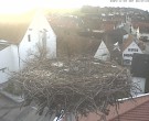 Archived image Webcam Stork Nest on top of the Town Hall of Jettingen-Scheppach 07:00