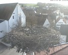 Archived image Webcam Stork Nest on top of the Town Hall of Jettingen-Scheppach 11:00