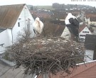 Archived image Webcam Stork Nest on top of the Town Hall of Jettingen-Scheppach 11:00