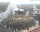 Archiv Foto Webcam Storchencam auf dem Rathaus Jettingen-Scheppach 09:00