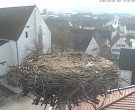 Archiv Foto Webcam Storchencam auf dem Rathaus Jettingen-Scheppach 11:00