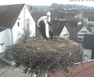 Archiv Foto Webcam Storchencam auf dem Rathaus Jettingen-Scheppach 13:00