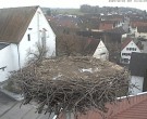 Archiv Foto Webcam Storchencam auf dem Rathaus Jettingen-Scheppach 15:00