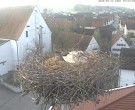 Archived image Webcam Stork Nest on top of the Town Hall of Jettingen-Scheppach 06:00