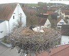 Archived image Webcam Stork Nest on top of the Town Hall of Jettingen-Scheppach 11:00