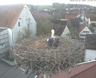 Archiv Foto Webcam Storchencam auf dem Rathaus Jettingen-Scheppach 19:00