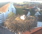 Archiv Foto Webcam Storchencam auf dem Rathaus Jettingen-Scheppach 05:00