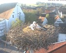 Archiv Foto Webcam Storchencam auf dem Rathaus Jettingen-Scheppach 06:00