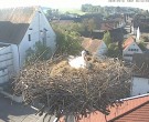 Archiv Foto Webcam Storchencam auf dem Rathaus Jettingen-Scheppach 07:00