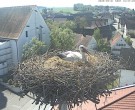Archiv Foto Webcam Storchencam auf dem Rathaus Jettingen-Scheppach 09:00
