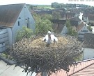 Archiv Foto Webcam Storchencam auf dem Rathaus Jettingen-Scheppach 11:00
