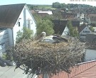 Archived image Webcam Stork Nest on top of the Town Hall of Jettingen-Scheppach 13:00