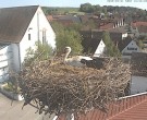 Archived image Webcam Stork Nest on top of the Town Hall of Jettingen-Scheppach 15:00